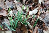 Galanthus nivalis