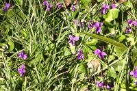 Viola odorata