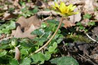 Ficaria verna