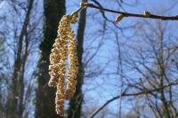 Corylus avellana