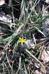 Gagea pratensis