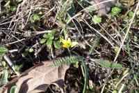 Gagea pratensis