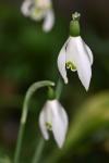 Galanthus nivalis
