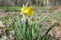 Narcissus pseudonarcissus
