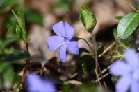 Vinca minor