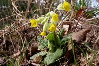 Primula veris