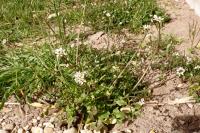 Cardamine hirsuta