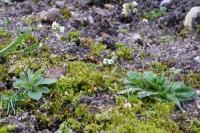Draba verna