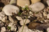 Draba verna