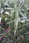 Tulipa sylvestris subsp. sylvestris