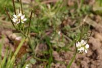 Cardamine hirsuta