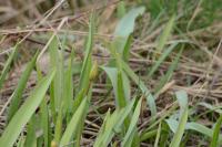 Tulipa sylvestris subsp. sylvestris