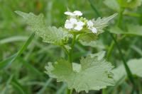 Alliaria petiolata