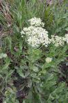 Lepidium draba
