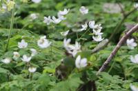 Isopyrum thalictroides