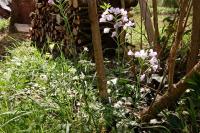 Cardamine pratensis