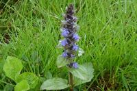 Ajuga reptans