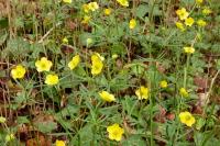 Ranunculus auricomus