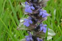 Ajuga reptans
