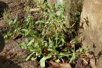 Valerianella locusta