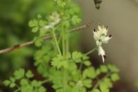 Fumaria capreolata