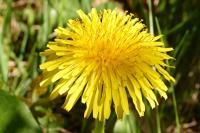 Taraxacum officinale