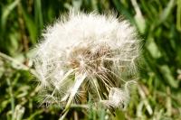 Taraxacum officinale