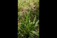 Plantago lanceolata
