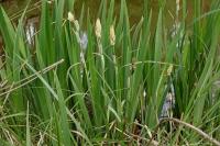 Carex flacca