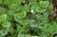 Glechoma hederacea