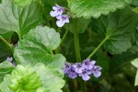Glechoma hederacea
