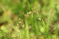 Melica uniflora