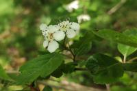Crataegus laevigata