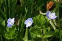 Veronica persica