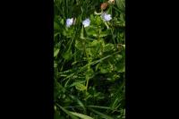 Veronica persica