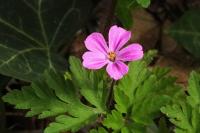 Geranium robertianum