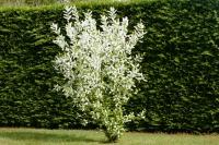 Prunus padus