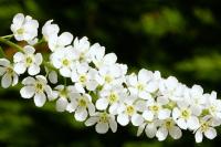 Prunus padus