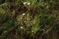Saxifraga granulata