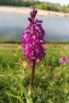 Orchis mascula