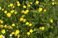 Ranunculus acris