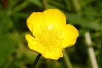 Ranunculus acris