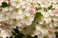 Crataegus monogyna