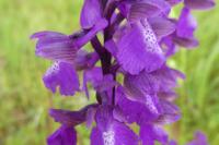 Anacamptis morio