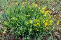 Genista sagittalis