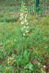 Platanthera chlorantha