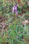 Anacamptis morio