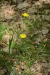 Scorzonera humilis