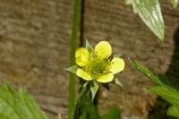 Geum urbanum