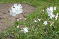 Silene latifolia